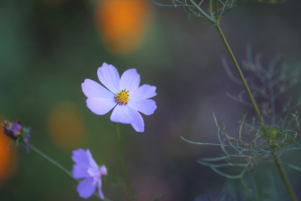 秋桜