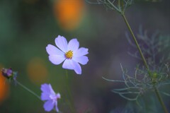 秋桜
