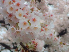 今年の桜⑥