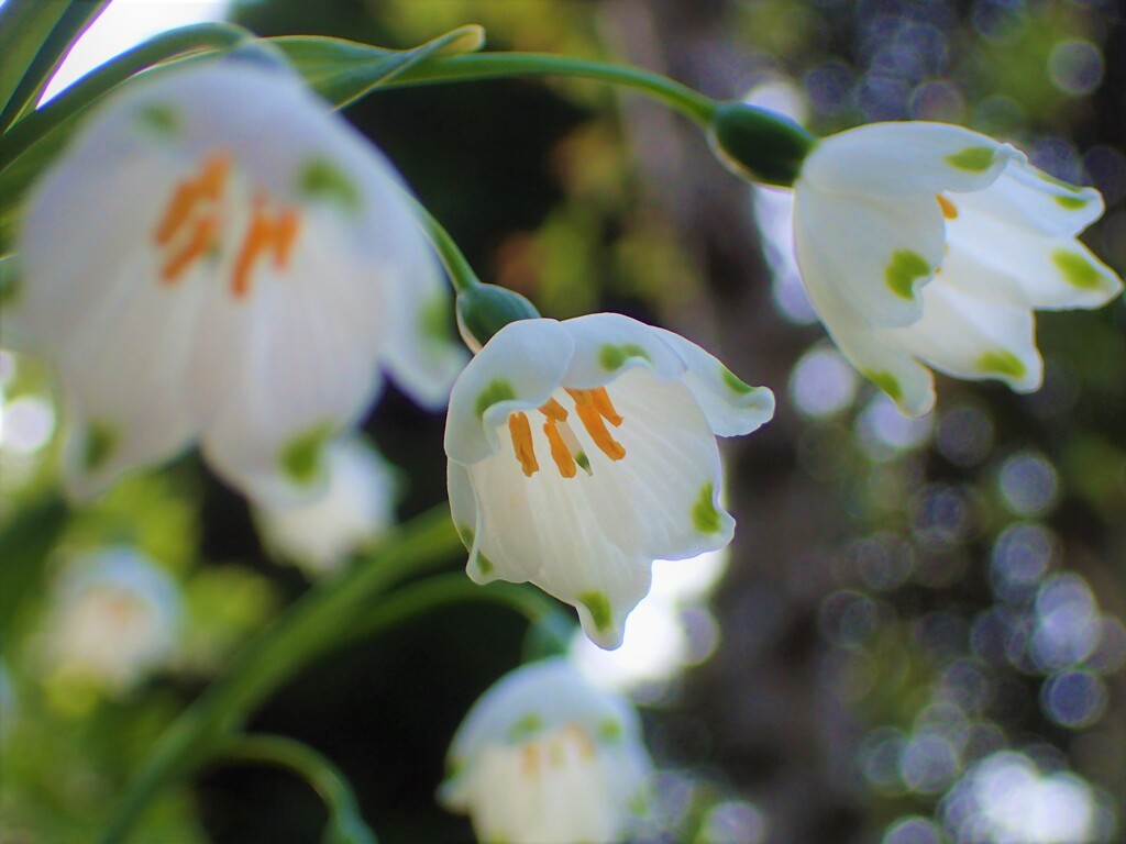 23庭の草花