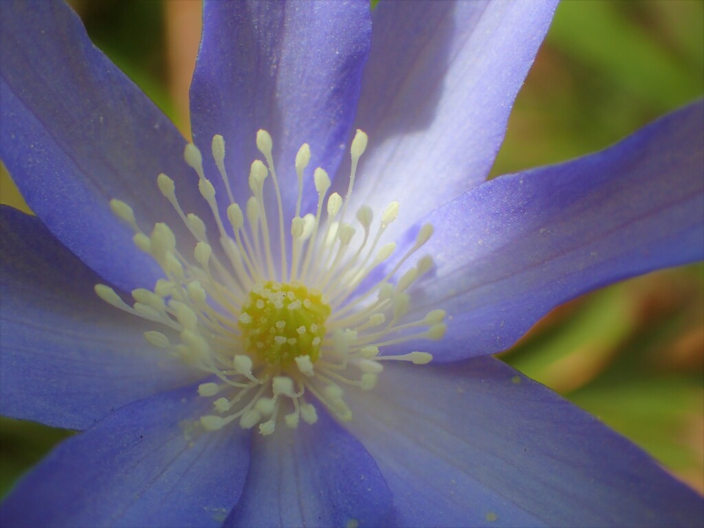 23 山の草花