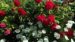 通勤路の花⑥