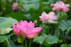 今年の蓮