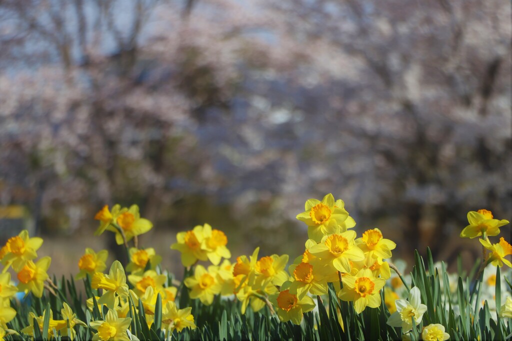 今年の桜③