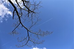 芽吹く木と飛行機