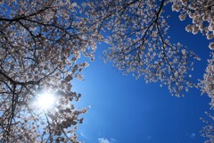 今年の桜⑤