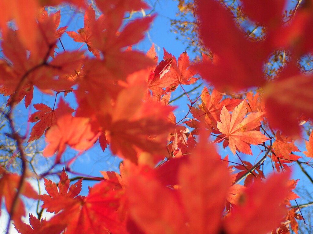 紅葉⑫