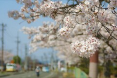 今年の桜⑤