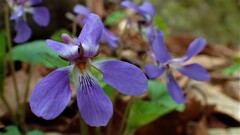 山の草花