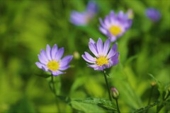 山の草花④