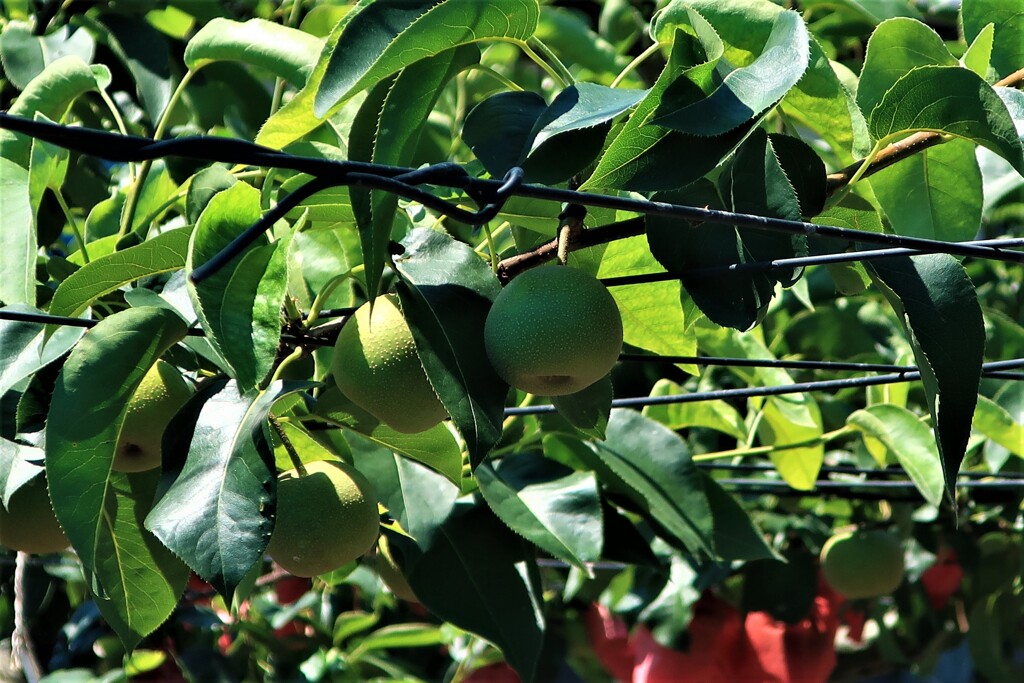 梨