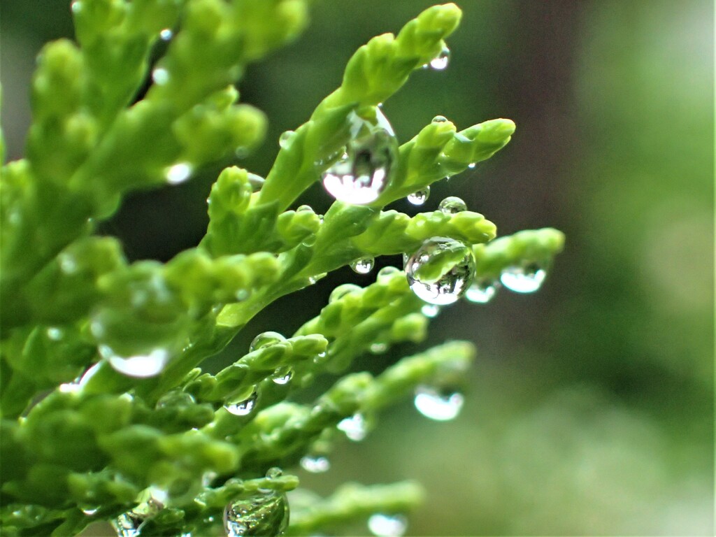 雫②