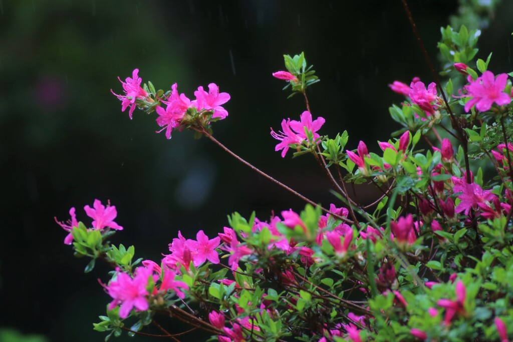 23 庭の草花②