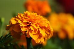 庭の草花⑫