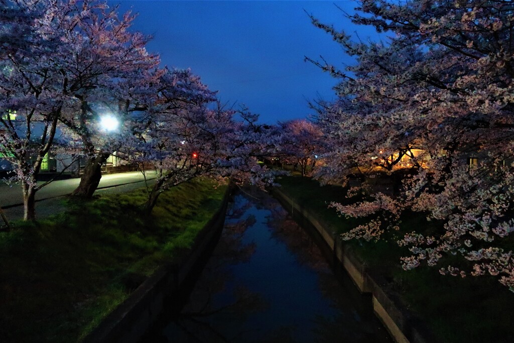 夜桜