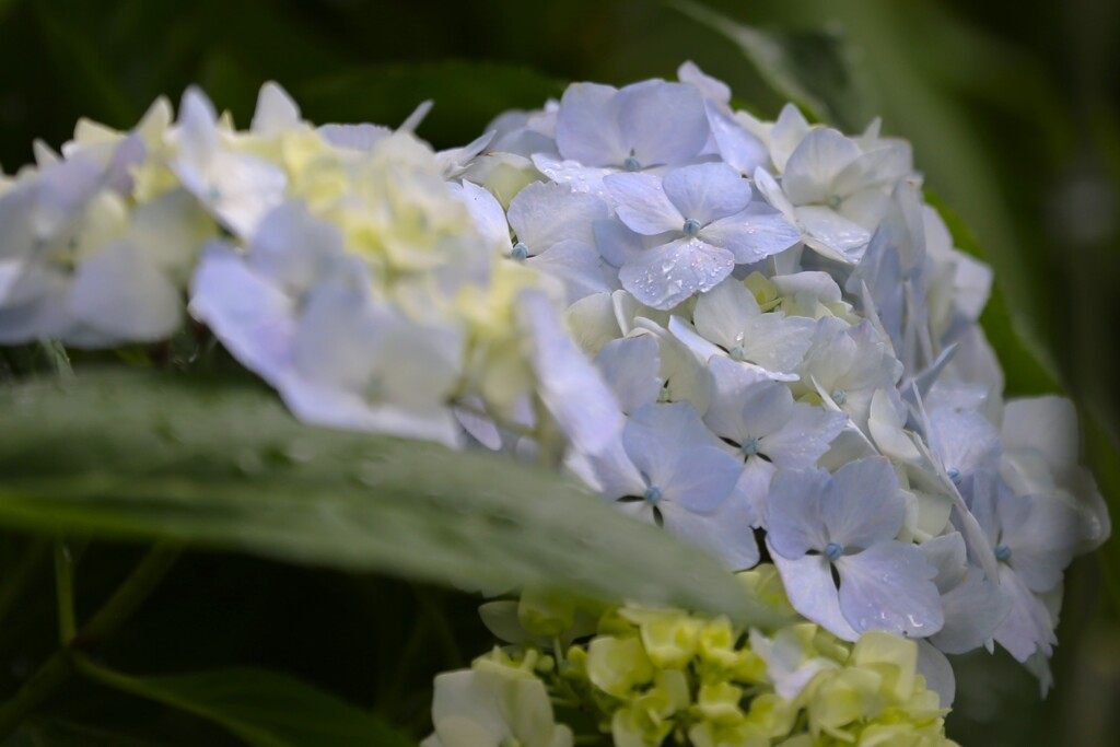 今年の紫陽花④