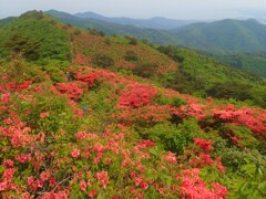 ツツジの山