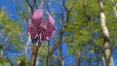山の草花②