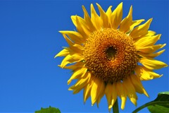 夏の花④