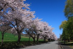 今年の桜④