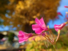 初冬の花