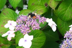 今年の紫陽花②