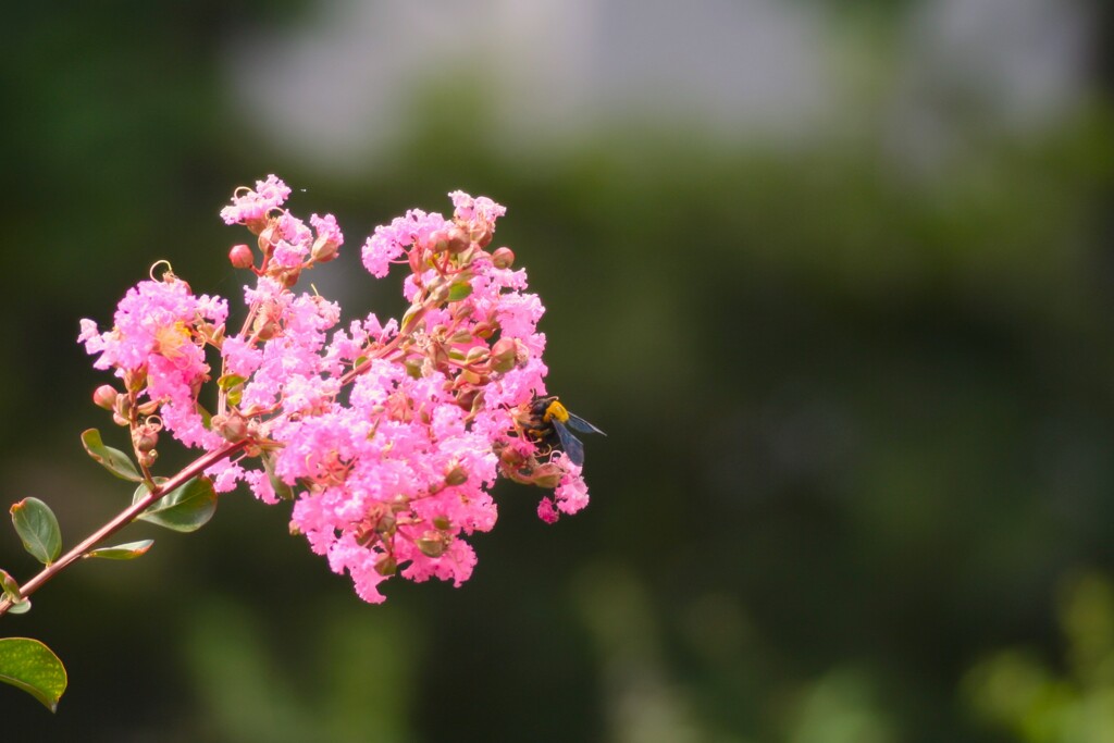 夏の花