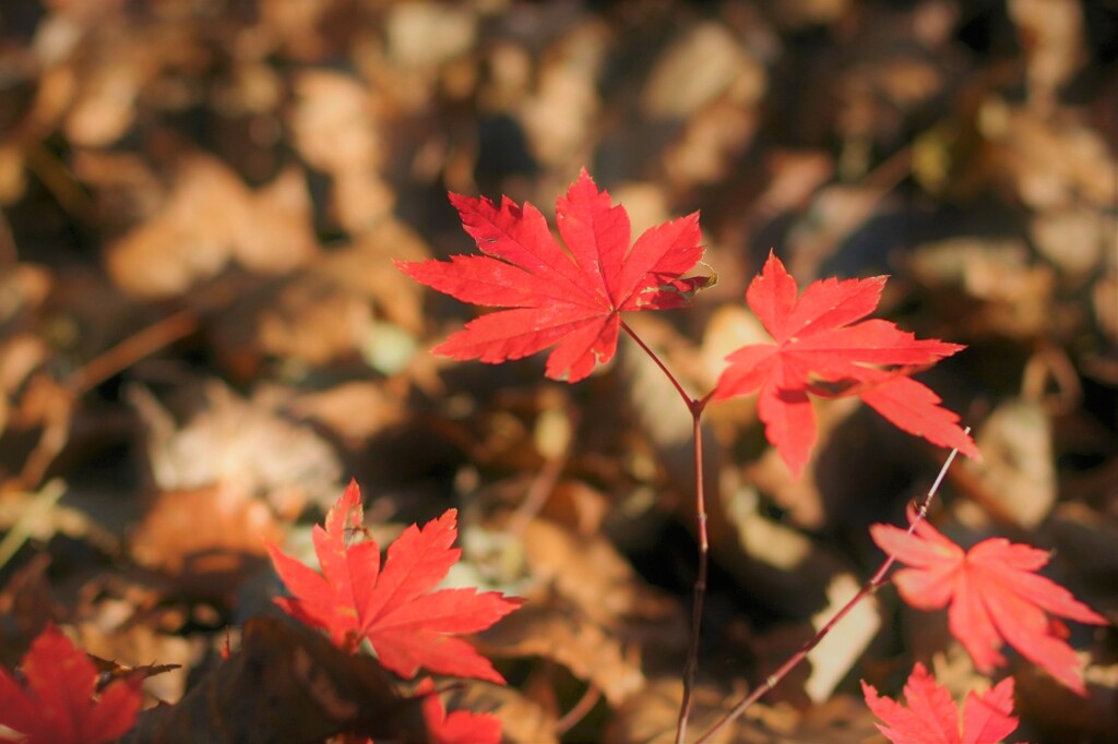 紅葉⑬