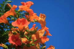 夏の花