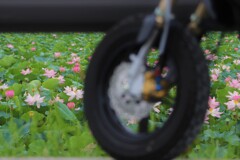KSRと見た風景(蓮)