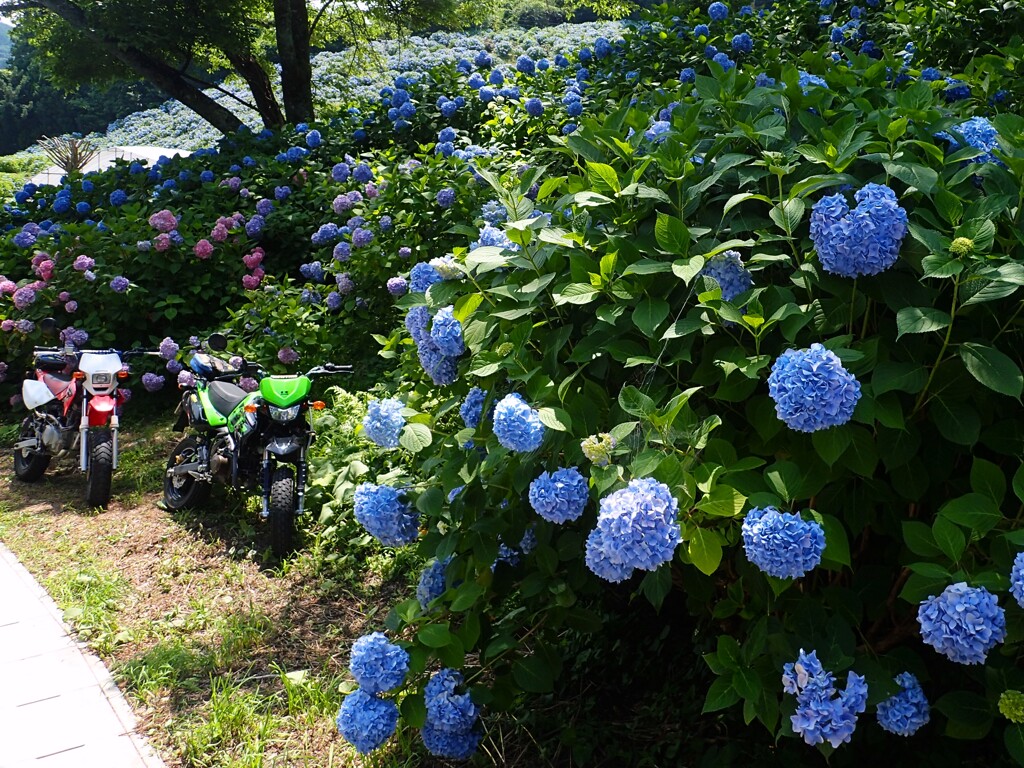 KSRと見た風景(紫陽花の山)