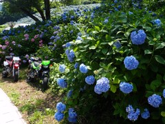 KSRと見た風景(紫陽花の山)