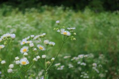 通勤路の花⑨