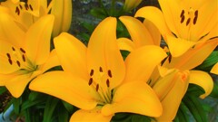 通勤路の花⑦