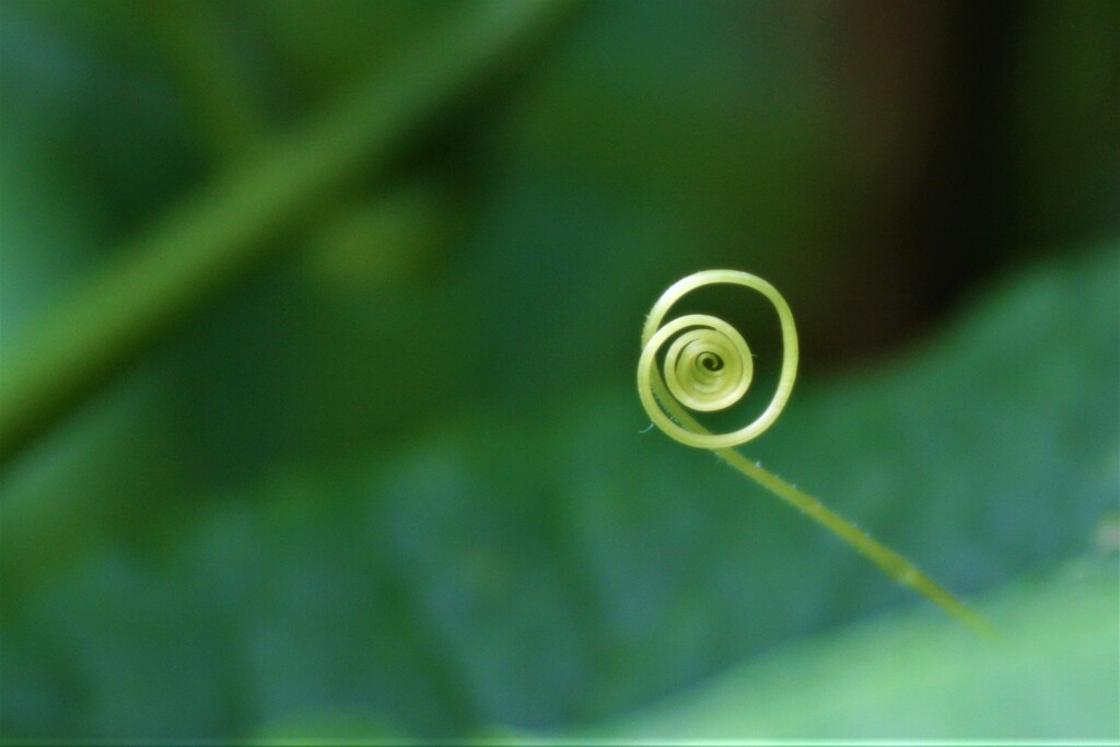 庭の草花⑭