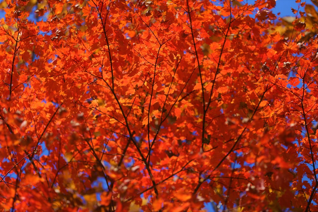 紅葉②