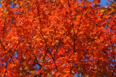 紅葉②