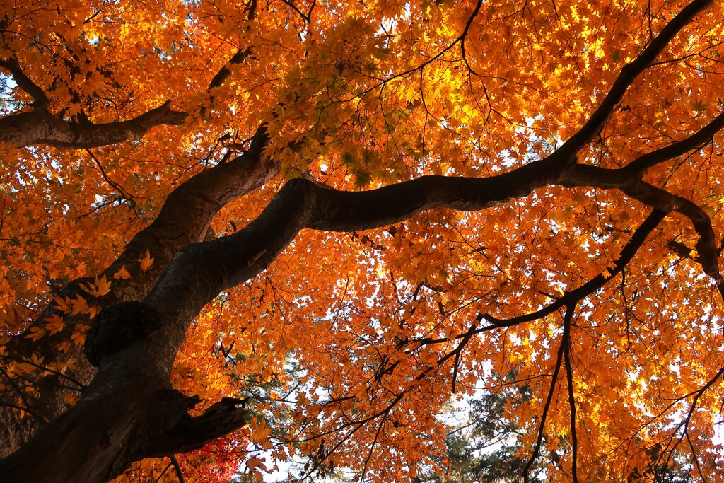 23紅葉⑤