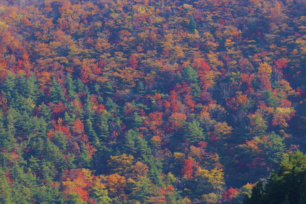 紅葉