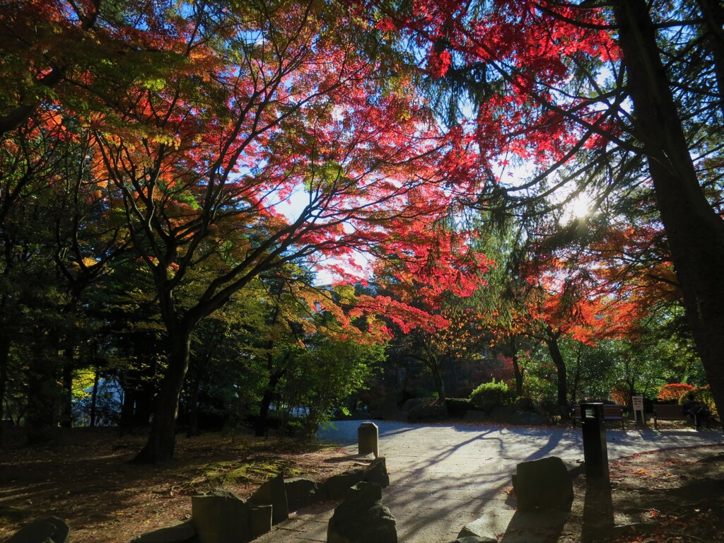 公園の紅葉