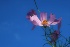 庭の草花⑱