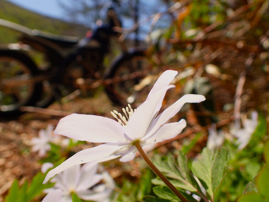 24ＧＷツーリング(林道わきの花)