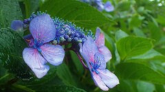 通勤路の花⑩