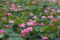 夏の花③