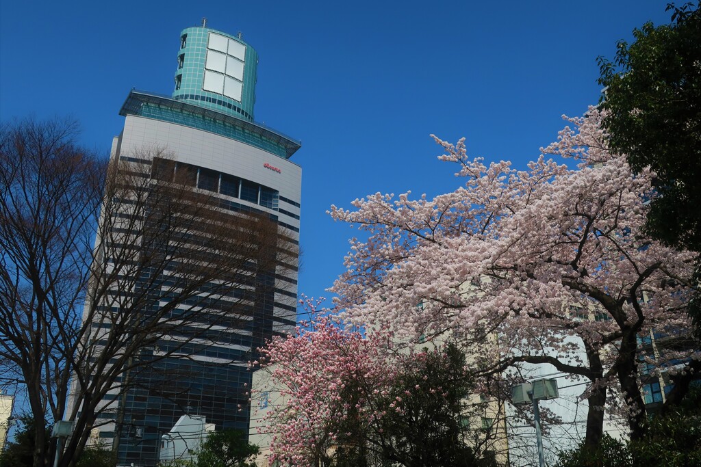 都会の桜