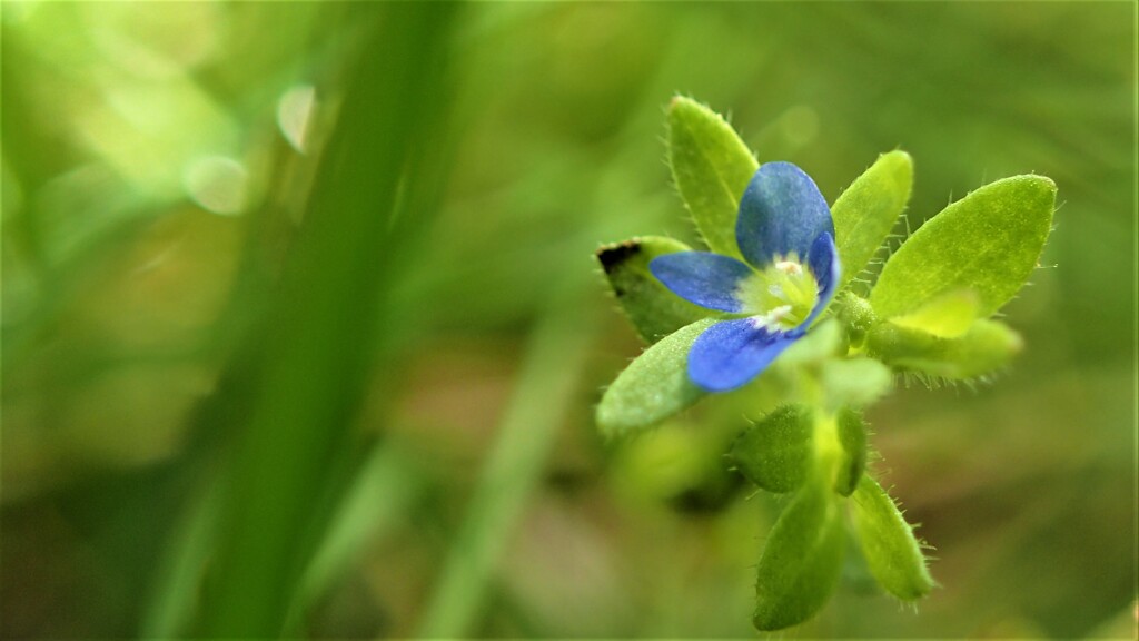 庭の草花⑥
