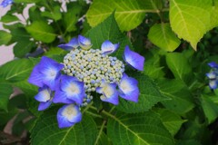 今年の紫陽花