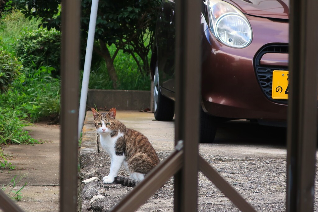 近所の猫③