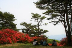 ツツジの山②