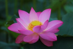 去年の蓮
